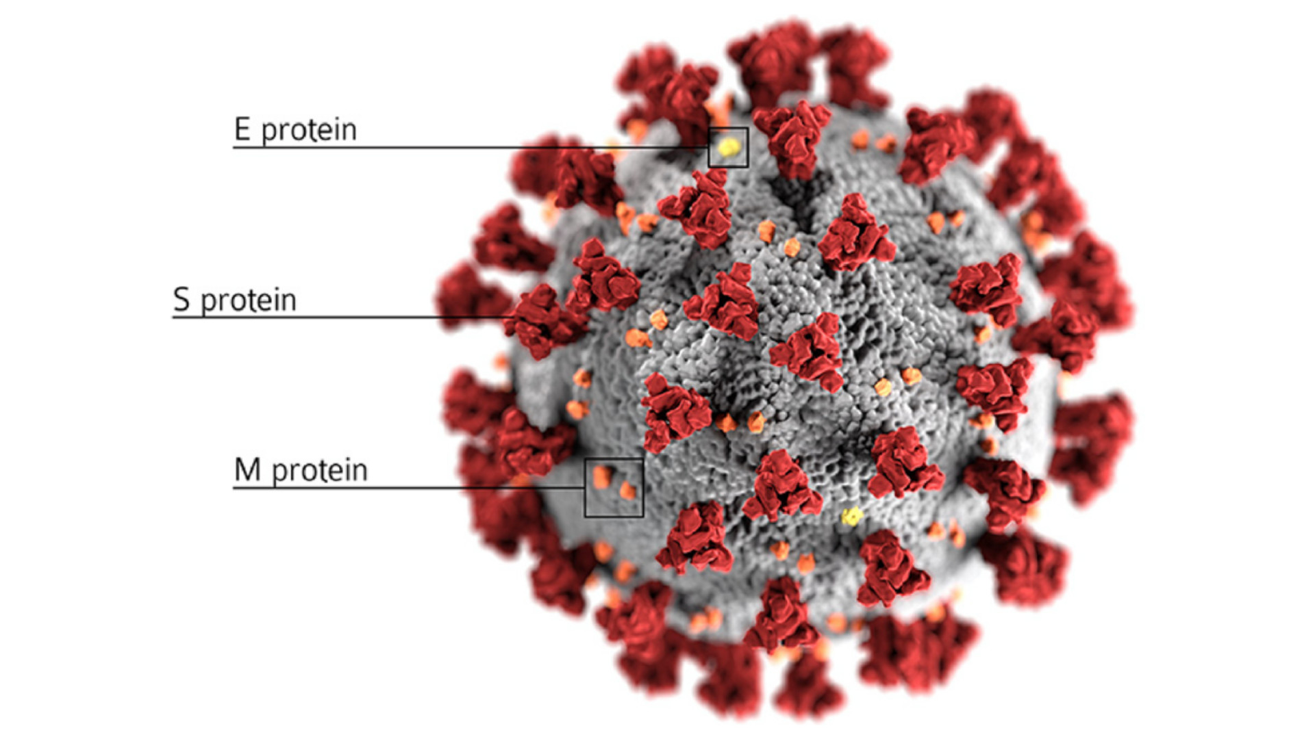 Απεικόνιση του ιού SARS-CoV-2. Διακρίνεται η πρωτεΐνη «S» που αποτελεί κλειδί για τη λειτουργία των νέων εμβολίων.