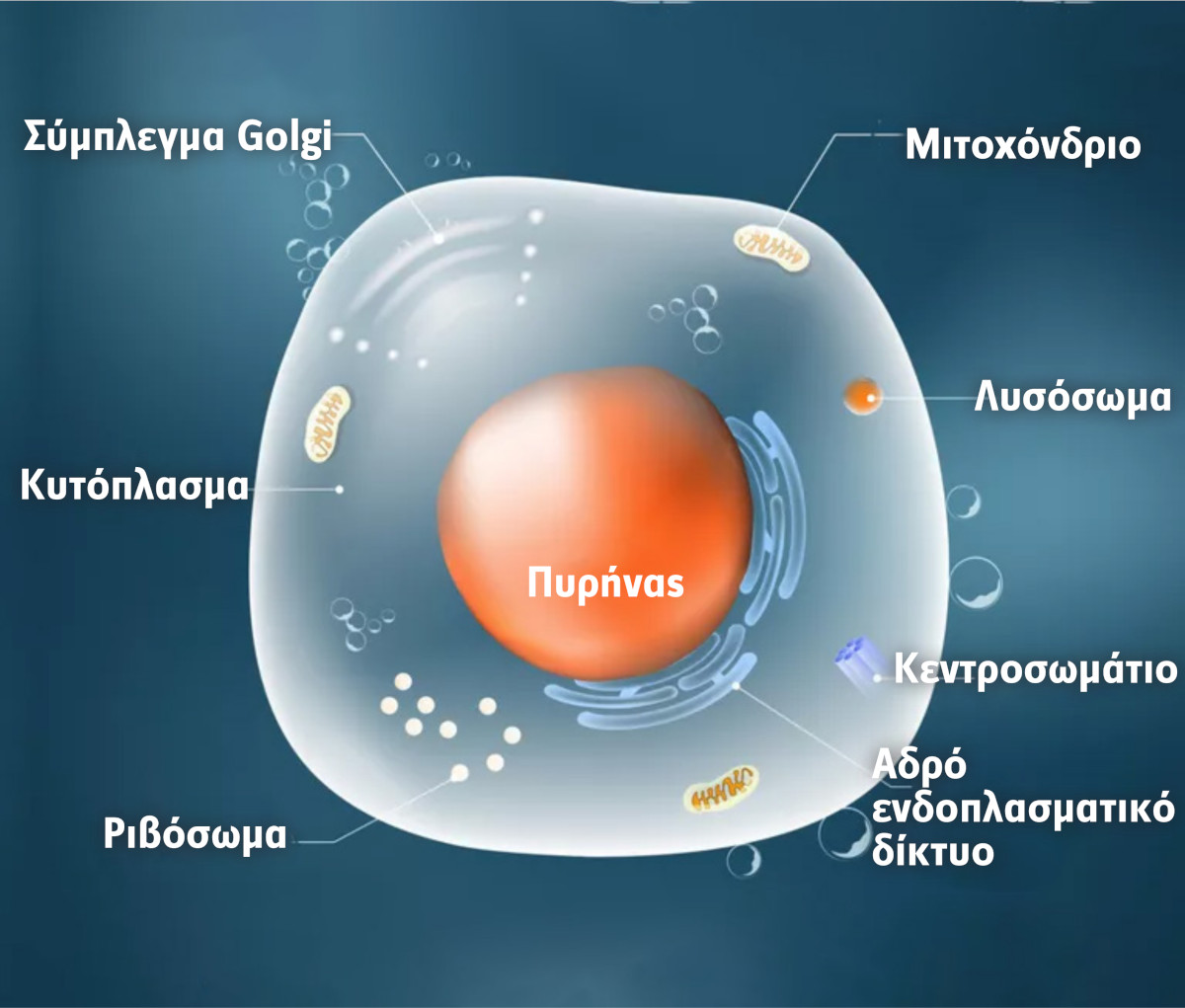 Τα κύτταρά μας αποτελούνται από τον πυρήνα, που περιέχει το DNA μας και το κυτταρόπλασμα, που περιέχει τα οργανίδια που επιτελούν τις διάφορες λειτουργίες. Το κύτταρο διαχωρίζεται από τον εξωτερικό χώρο με την κυτταρική μεμβράνη που το περιβάλει.